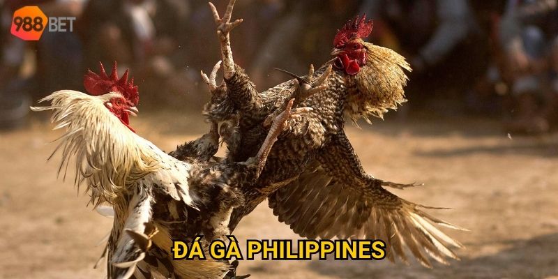 Có nên thử sức với đá gà Philippines tại 988Bet?