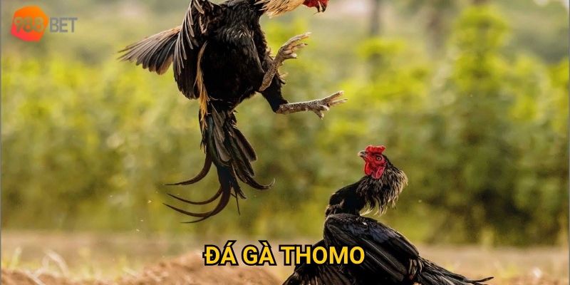 Vì sao đá gà Thomo tại 988Bet luôn khiến người chơi phấn khích?